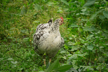 The chicken walking in the green grass