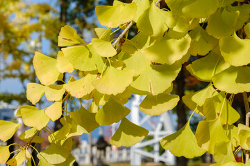銀杏の葉