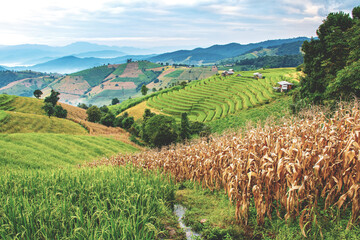 Fototapeta premium landscape of Rice terrace at Ban pa bong piang in Chiang mai Thailand