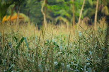 The corn plant has flowers in the corn field. © Robi Photography