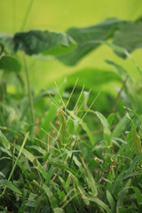 The green trees have become beautiful grass flowers