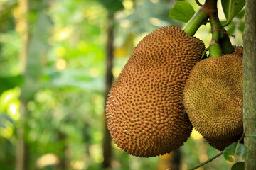 The jackfruit tree and the young jackfruit look so beautiful