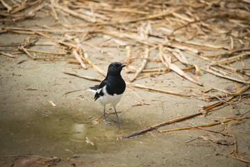 The magpie robin is standing on the ground