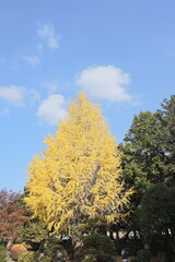 Autumn leaves in a forest park in rural Japan.