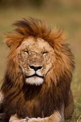 Obraz na płótnie Canvas Portrait of a male lion in the Masai Mara in Kenya 