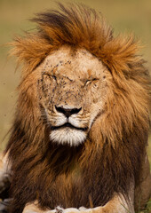 Portrait of a male lion in the Masai Mara in Kenya	