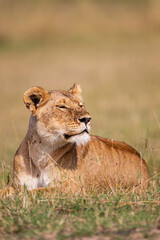 Naklejka na ściany i meble Young lioness on her own, calls out to the pride in the Masai Mara, Kenya