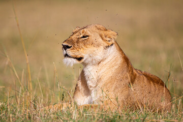 Young lioness on her own, calls out to the pride in the Masai Mara, Kenya