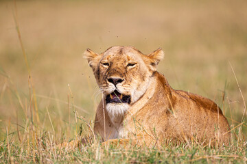 Young lioness on her own, calls out to the pride in the Masai Mara, Kenya