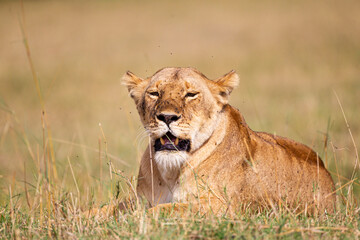 Obraz na płótnie Canvas Young lioness on her own, calls out to the pride in the Masai Mara, Kenya