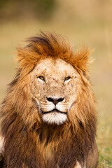Naklejka na ściany i meble Portrait of a male lion in the Masai Mara in Kenya 