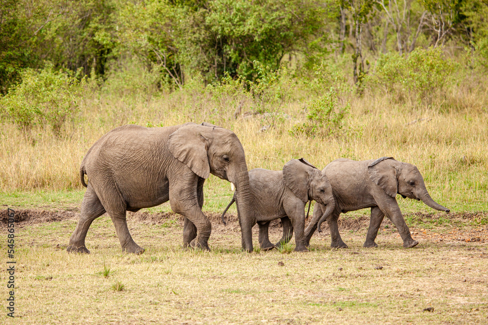 Wall mural Elephant calves grazing in the protection of the heard on the open savannah of the Masai Mara, Kenya