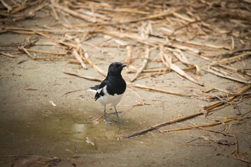 This is an image of a doyel bird In Bangladesh