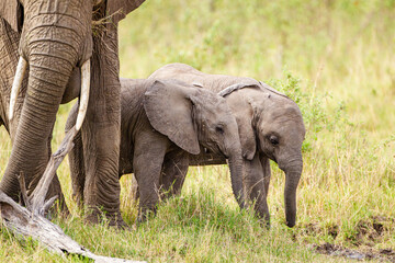 Elephant calves grazing in the protection of the heard on the open savannah of the Masai Mara, Kenya