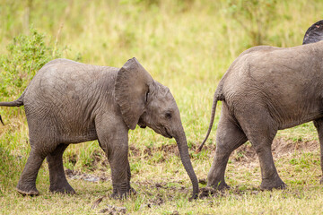Naklejka na ściany i meble Elephant calves grazing in the protection of the heard on the open savannah of the Masai Mara, Kenya