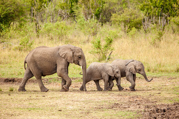 Elephant calves grazing in the protection of the heard on the open savannah of the Masai Mara, Kenya