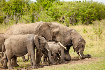 Obraz premium Elephant calves grazing in the protection of the heard on the open savannah of the Masai Mara, Kenya