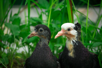 Two beautiful baby pigeons. It looks very cute