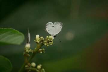 A small white butterfly is sitting on the flower