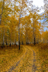 Obraz premium Autumn road covered with yellow leaves in a birch grove