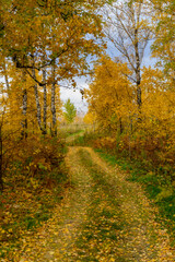Autumn road covered with yellow leaves in a birch grove