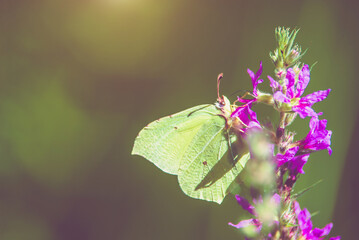 A yellow butterfly sits on a purple flower
