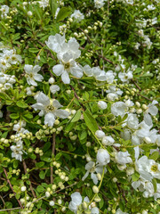 Exochorda x macrantha