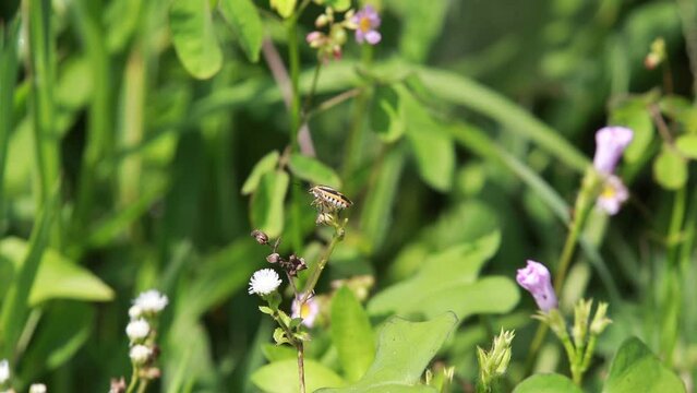 Polistes , Potter wasps,Mason wasps,Waps yellow jacket,Delta campaniforme, podynerus troglodytes,Delta esuriens, Eumenes aff. punctatus,Omicroides, Phimenes flavopictus
