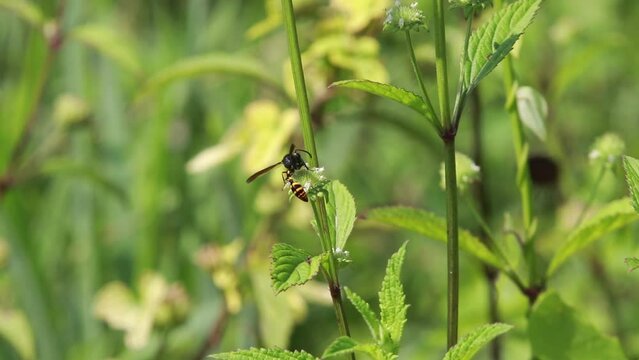 Polistes , Potter wasps,Mason wasps,Waps yellow jacket,Delta campaniforme, podynerus troglodytes,Delta esuriens, Eumenes aff. punctatus,Omicroides, Phimenes flavopictus
