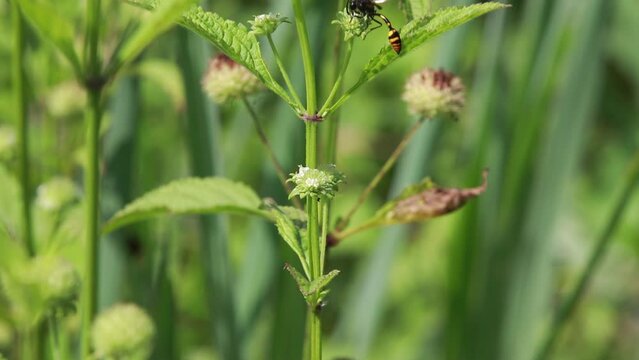 Polistes , Potter wasps,Mason wasps,Waps yellow jacket,Delta campaniforme, podynerus troglodytes,Delta esuriens, Eumenes aff. punctatus,Omicroides, Phimenes flavopictus
