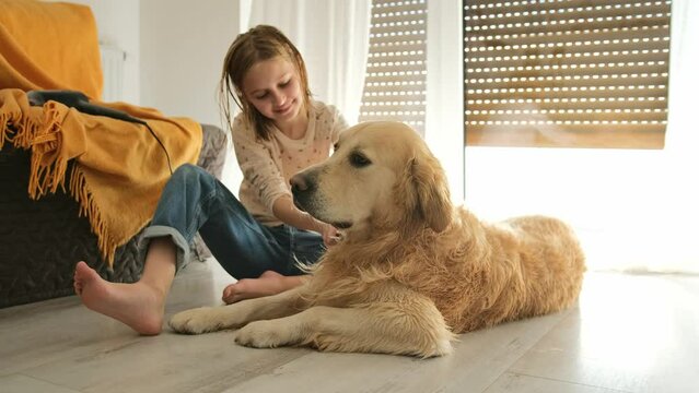 Happy little girl combing with a comb wet golden retriever dog at home. Kid combing the dog after bath.
