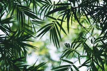 Natural dark green leaf bamboo texture with sun light use for nature background wallpaper cover page 