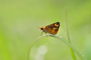 butterfly on a grass