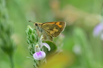 butterfly on a flower
