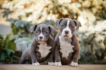 Two American Bully puppies looking at camera
