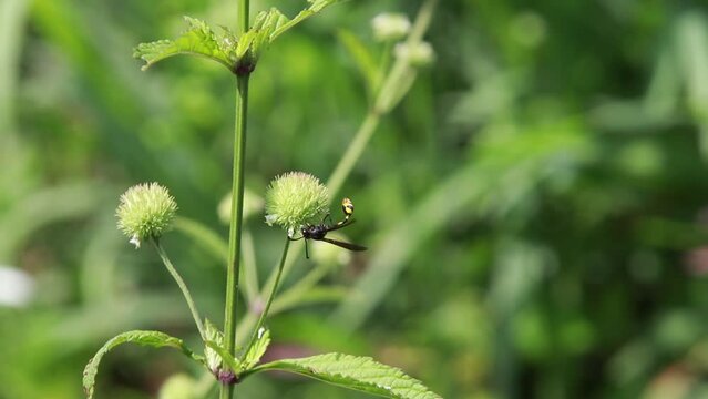 Polistes , Potter wasps,Mason wasps,Waps yellow jacket,Delta campaniforme, podynerus troglodytes,Delta esuriens, Eumenes aff. punctatus,Omicroides, Phimenes flavopictus
