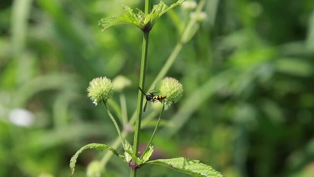 Polistes , Potter wasps,Mason wasps,Waps yellow jacket,Delta campaniforme, podynerus troglodytes,Delta esuriens, Eumenes aff. punctatus,Omicroides, Phimenes flavopictus

