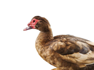 Brown duck isolated on white background