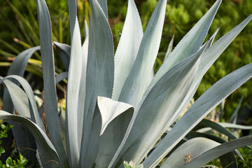 Obraz premium Agave cactus. Cactus in desert backdround, cacti or cactaceae pattern.