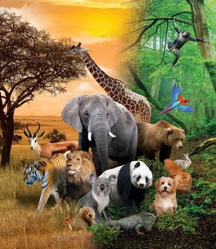 Many African and zoo animals giraffe, lion, elephant, monkey, panda, iguana, rabbit and others. Forest and safari image in the background.