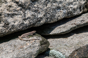 A lizard basks in the sun on a rock.