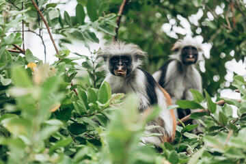 Wild Red Colobus monkeys sitting on the branch in tropical forest on Zanzibar