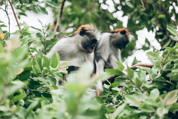 Wild Red Colobus monkeys sitting on the branch in tropical forest on Zanzibar