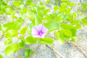 海岸の花