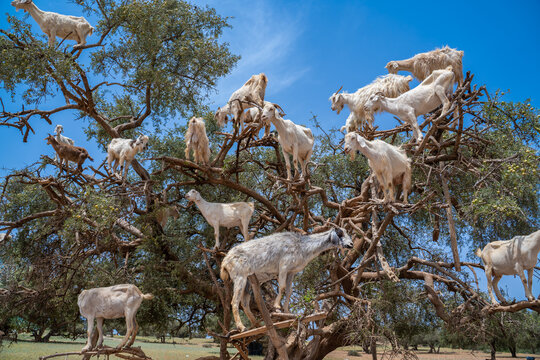 Argan trees and the goats in Morocco.