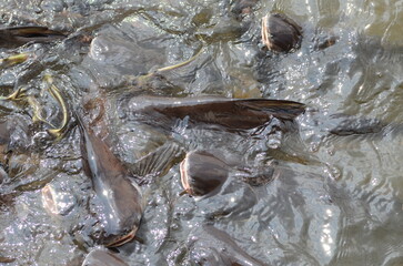 Many Fish in Chao Phraya River Bangkok Thailand