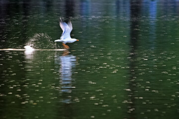 Fototapeta na wymiar A seagull takes flight on the water's sheen.