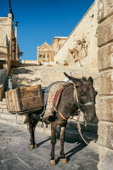 Fototapeta na wymiar Donkey of the street cleaning worker waiting for his owner, Mardin, Turkey