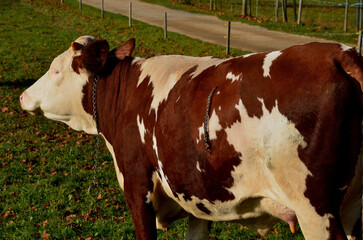 a cow in the pasture near the feeding tank. heifer has mottled skin and a scar stitched on her side...