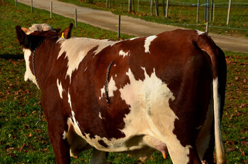 a cow in the pasture near the feeding tank. heifer has mottled skin and a scar stitched on her side...